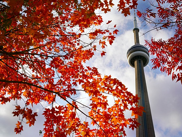 cn tower toronto and maple tree leaves